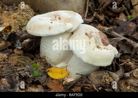 Clitopilus prunulus, wächst an einem Toten anmelden Stockfoto