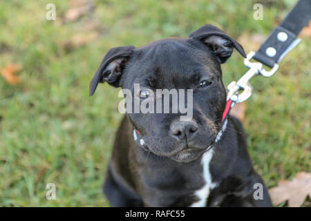 Ein Portrait Bild von einem niedlichen Welpen der American Staffordshire Terrier. Stockfoto