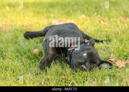 Ein Portrait Bild von einem niedlichen Welpen der American Staffordshire Terrier. Stockfoto