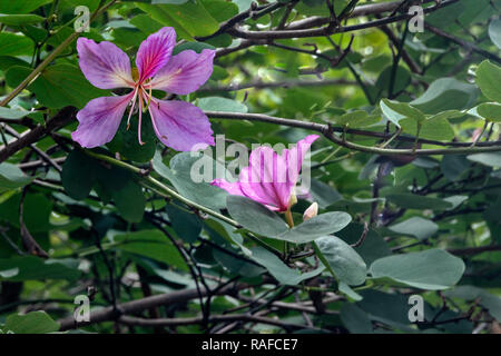 Hong Kong Orchid Tree Nahaufnahme der Bauhinia purpurea Blumen, Bauhinia blakeana Stockfoto