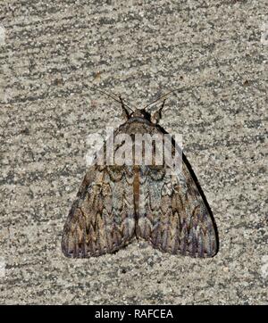 Eine von mehreren Arten von Underwing Motte (catocala). Sie haben große Camouflage und ihre underwings farbige Markierungen, meist rot oder schwarz. Stockfoto