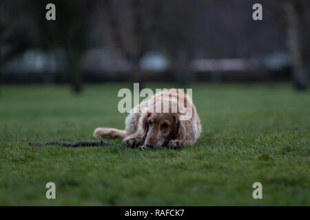 Hund liegend im Gras kauen Stick Stockfoto