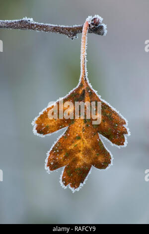 Eichenlaub (Quercus pontica) in Frost am Ende der kleinen Zweig im Winter abgedeckt. Tipperary, Irland Stockfoto