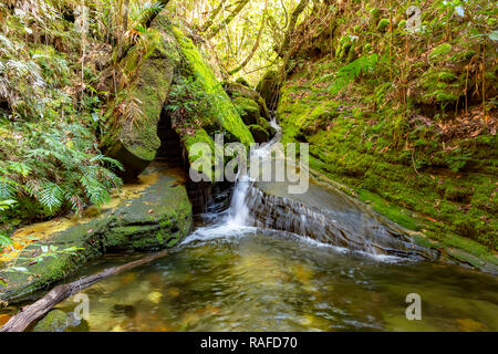 Fluss durch den Regenwald Vegetation in Carrancas, Minas Gerais, Brasilien mit bemoosten Felsen Stockfoto