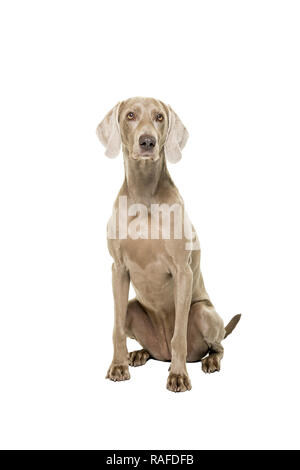 Weimaraner Hund, weiblich, auf weißem Hintergrund in die Kamera schaut isoliert sitzen Stockfoto