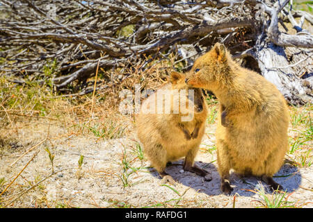 Ein paar Quokka, Setonix brachyurus. Rottnest Island in der Nähe von Perth, Western Australia, ist die primäre Heimat Der quokka, eine Art von beuteltier. Quokka ist der glücklichste Tier der Welt. Stockfoto