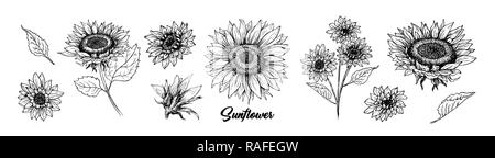 Sonnenblume Hand gezeichnet Vektor Sammlung. Florale Kugelschreiber Skizze. Schwarze und weiße Clipart. Realistische wildflower Freihandzeichnen. Isolierte monochrome Floral Design Element. Helianthus skizzieren skizziert. Stock Vektor