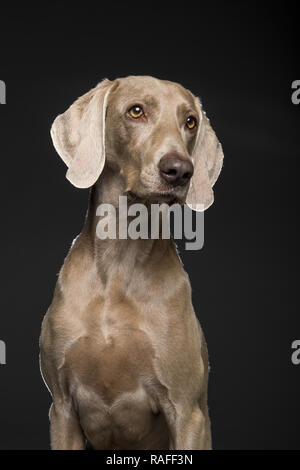 Portrait von weiblichen weimaraner Hund auf schwarzem Hintergrund Stockfoto