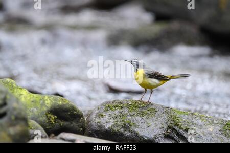 Gebirgsstelze thront auf einem Felsen, neben einem Bach Stockfoto