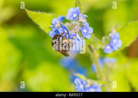 Wildlife Uk. Close-up-Bild von Bienen Nektar sammeln von blauen Vergiss mich nicht Blumen wachsen auf britische Wiese im Frühjahr. Helle und lebendige Natur. Stockfoto