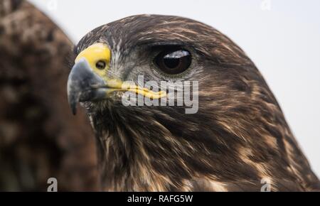 Bussard, in der Nähe der Leiter Stockfoto