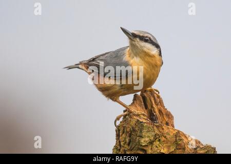 Kleiber thront auf einem Baum Stockfoto