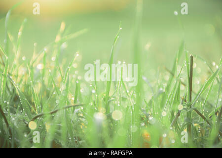 Tropfen Morgentau auf Gras verlässt. Schön und verträumt, helle und lebendige Natur Bild. Hintergrundbeleuchtung bokeh, unscharfen Hintergrund und Kopieren. Stockfoto