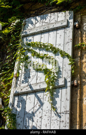 An der Wand eines Hauses völlig überwuchert von Efeu Stockfoto