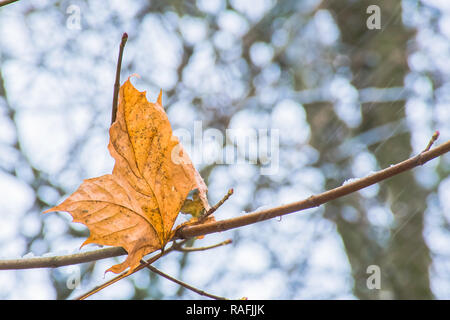 Saison ändern vom Herbst in den Winter in britischen Wälder. Die letzten trockenen und gelb Blatt am Baum und ersten fallenden Schnee. Schöne und helle Natur Stockfoto