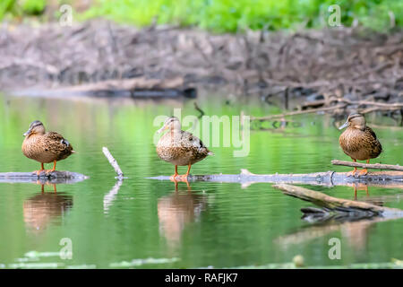 Wildlife Fotografie. Drei Stockenten auf Holz- log Schwimmende auf Teich Oberfläche. Helle und lebendige Bild mit Platz für Kopieren. Enten in der Zeile. Stockfoto