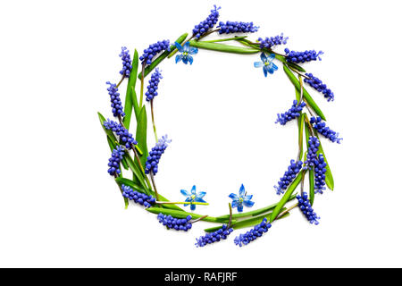 Spring Flower Zusammensetzung. Rahmen der muscari Blumen auf weißem Hintergrund. top View Stockfoto