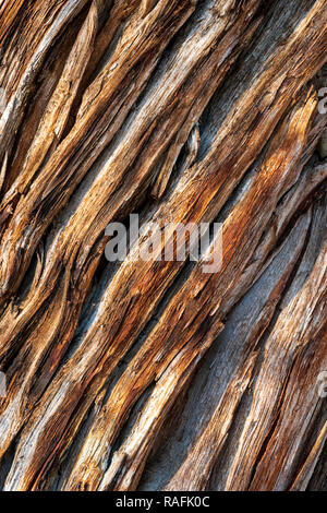 Close-up von verwitterten Pinon Pine Tree Rinde; Schloss; in der Nähe von Salida, Colorado, USA Stockfoto