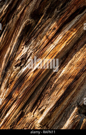 Close-up von verwitterten Pinon Pine Tree Rinde; Schloss; in der Nähe von Salida, Colorado, USA Stockfoto