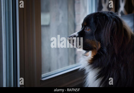 Miniatur Australian Shepard Blick aus dem Fenster Stockfoto