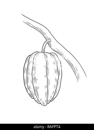 Kakao Abbildung, Zeichnung, Gravur, Tinte, Strichzeichnungen, Vektor Stock Vektor