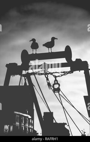 Möwen auf Fischerboot Stockfoto