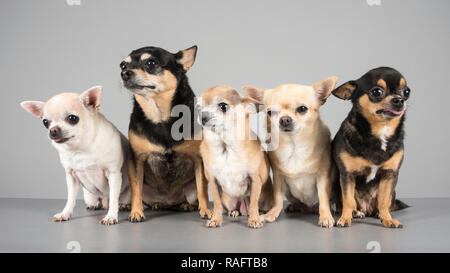 Familie von Chihuahuas, Großbritannien. Stockfoto