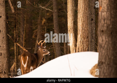 Eine schwer fassbare Trophäe whitetail deer Buck versteckt hinter einer Snow Drift in den Adirondack Mountains Wildnis. Stockfoto