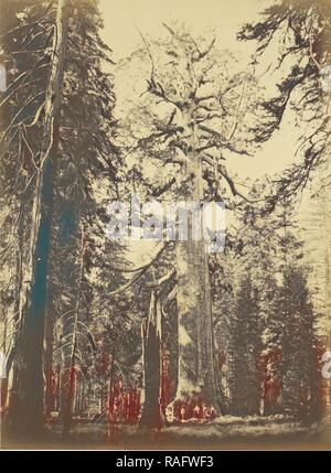 Sequoia Gigantea - Grizzly Giant - Mariposa Grove, Carleton Watkins (American, 1829-1916), Yosemite, Kalifornien neuerfundene Stockfoto