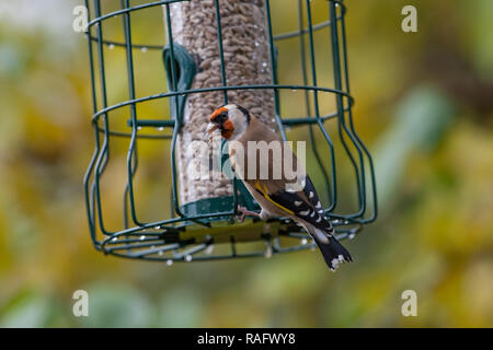 Stieglitz. Carduelis carduelis. Einzelne Erwachsene auf Eichhörnchen Nachweis sonnenblume Einzug. West Midlands. Britische Inseln Stockfoto