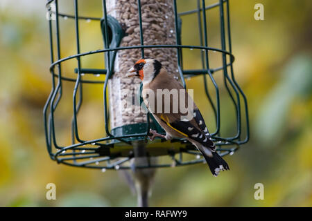 Stieglitz. Carduelis carduelis. Einzelne Erwachsene auf Eichhörnchen Nachweis sonnenblume Einzug. West Midlands. Britische Inseln Stockfoto