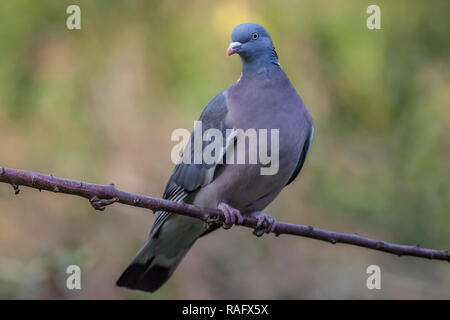 Woodpigeon. Columba palumbus. Einzelne Erwachsene auf Zweig thront. West Midlands. Britische Inseln. Stockfoto