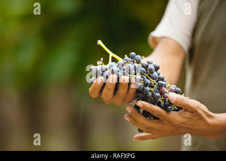 Person, die ein Bündel von Weintrauben. Stockfoto