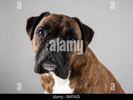 Porträt eines Tierhundes in Großbritannien Stockfoto