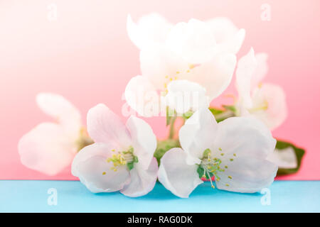 Apple Blüten über verschwommenes Farbe Hintergrund. Frühling Blumen kreative Makro Bild mit Bokeh. Geringe Tiefenschärfe. Spa und Wellness Konzept Stockfoto