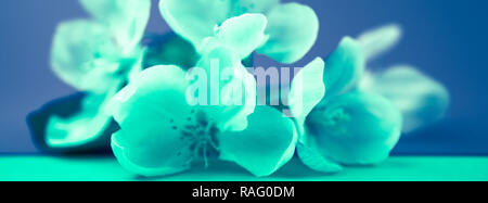 Apple Blüten über verschwommenen Hintergrund. Frühling Blumen kreative Infrarot makro Bild mit Bokeh. Geringe Tiefenschärfe. Lange breite Banner Stockfoto
