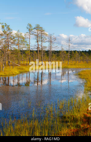 Viru Raba ist berühmt Estnische Sumpfland und Naturpark mit Holz- Wanderwege und Turm. Helle Farben des Herbstes. Stockfoto