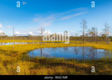 Viru Raba ist berühmt Estnische Sumpfland und Naturpark mit Holz- Wanderwege und Turm. Helle Farben des Herbstes. Stockfoto