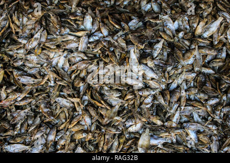 Kleine getrocknete Fische auf dem Markt, Inle Lake, Myanmar (Birma) Stockfoto