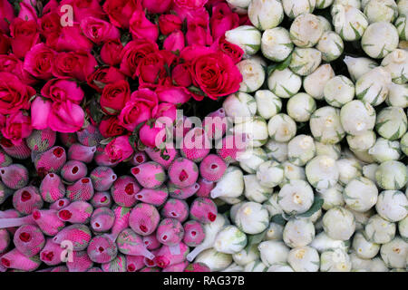 Hintergrund Bild von Rosa und weissen Rosen Stockfoto