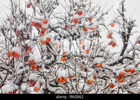 Früchte der Datum Pflaumenbaum oder Diospyros Lotus mit dem ersten Schnee Stockfoto