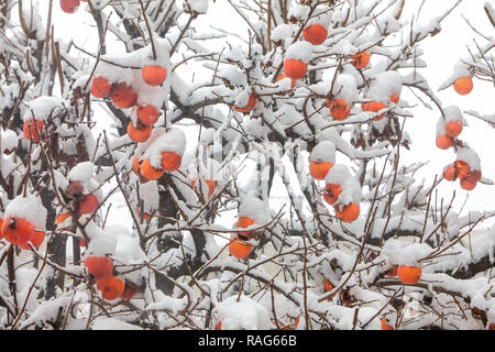 Früchte der Datum Pflaumenbaum oder Diospyros Lotus mit dem ersten Schnee Stockfoto
