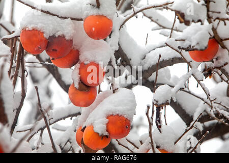 Früchte der Datum Pflaumenbaum oder Diospyros Lotus mit dem ersten Schnee Stockfoto