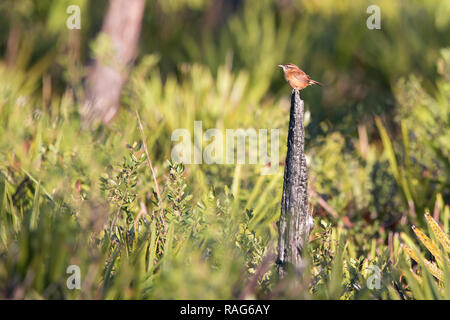 Ein Carolina Wren Sitzstangen auf einem Baumstumpf von Saw Palmetto an drei Seen Wildlife Management Area in Osecola County, Florida umgeben. Stockfoto