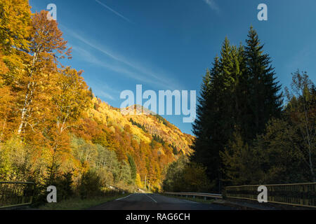 Hügel und Tannenwälder Landschaft Stockfoto