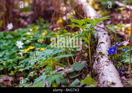 Gruppe der wachsenden blühenden Leberblümchen Schneeglöckchen blauen Blüten mit Anemone Officinalis und Staat - oder gelb Holz Blumen auf dem Hintergrund in den frühen sp Stockfoto