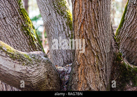 Die Familie Gruppe von mehreren Trunks von einem Baum im Wald Stockfoto