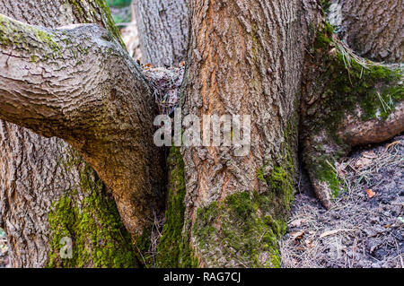 Die Familie Gruppe von mehreren Trunks von einem Baum im Wald Stockfoto