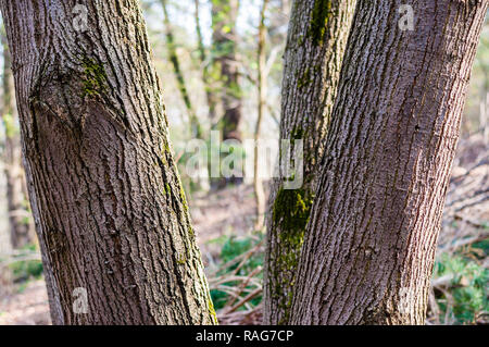 Die Familie Gruppe von mehreren Trunks von einem Baum im Wald Stockfoto