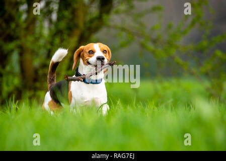 Hund Beagle Laufen und Springen mit Stick durch grüne Gras Feld in einer Feder Stockfoto